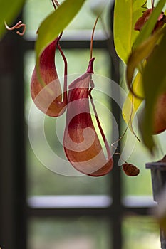 Nepenthes carnivorous tropical pitcher plants or monkey cups with pitchers and leaves