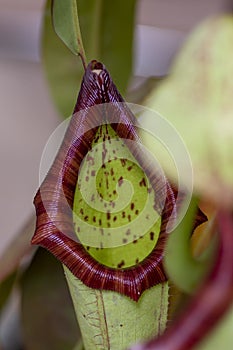 Nepenthes carnivorous tropical pitcher plants or monkey cups with pitchers and leaves