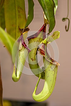 Nepenthes carnivorous tropical pitcher plants or monkey cups with pitchers and leaves