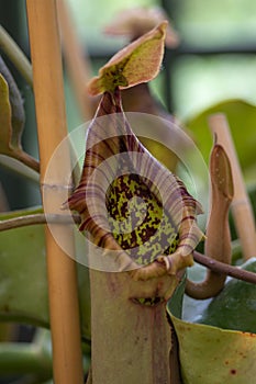 Nepenthes carnivorous tropical pitcher plants or monkey cups with pitchers and leaves