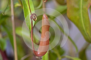 Nepenthes carnivorous tropical pitcher plants or monkey cups with pitchers and leaves