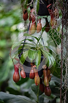 Nepenthes carnivorous tropical plant hanging from a tree in the greenhouse