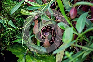 Nepenthes carnivorous tropical plant hanging from a tree in the greenhouse
