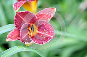 Nepenthes, day lilies, day lily, zhen-hua jin, flowers, flowers, ornamental plants, spring, urban greening, flowers, plants, natur