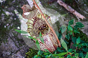Nepenthes Flower Nepenthaceae on Borneo Island, Malaysia. Predator Flower