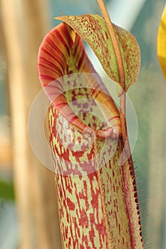 Nepenthes 'gentle' (fusca x maxima) photo