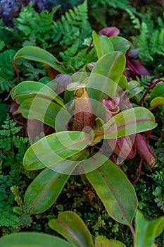 Nepenthes is a genus of predatory plants of the monotypic Nepenthes family, close-up