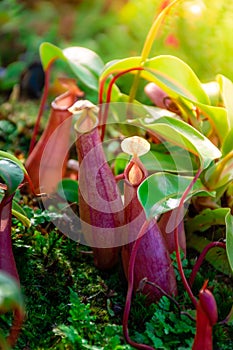 Nepenthes is a genus of predatory plants of the monotypic Nepenthes family, close-up