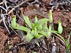 Nepenthes gracilis aka Periuk Kera