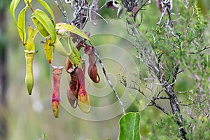 Nepenthes Gracilis carnivorous plant