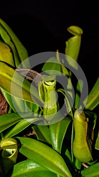 Nepenthes gracilis on dark background.