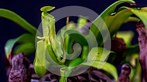 Nepenthes gracilis on dark background.