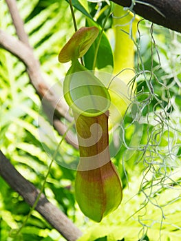 A Nepenthes gracilis pitcher plant pitfall trap in a botanical garden.