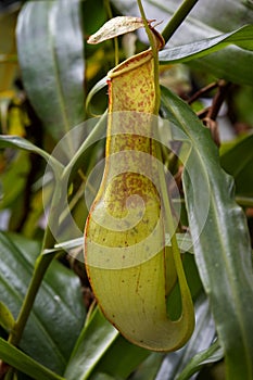 Nepenthes gracilis, slender pitcher plant close up