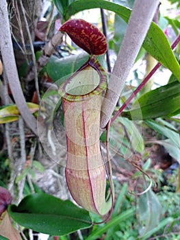 Nepenthes Hybrid Mirabilis with Eustachya