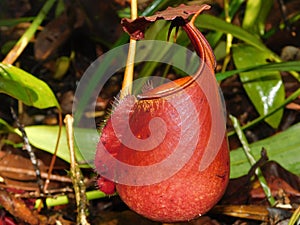 Nepenthes In Ketapang Forest