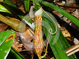 Nepenthes in the Ketapang Forest