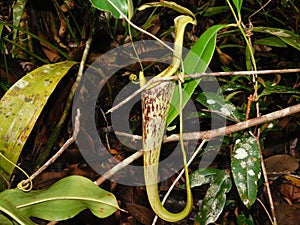 Nepenthes in the Ketapang Forest photo