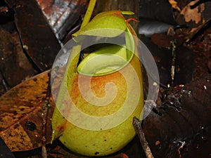 Nepenthes in the Ketapang Forest photo