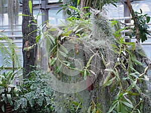 Nepenthes. Little predatory plant