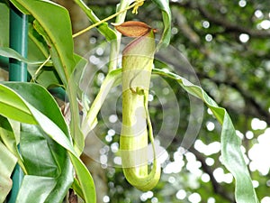 Nepenthes mirabilis nepenthes parasitic plant outdoor