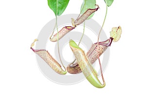 Nepenthes (Miranda)