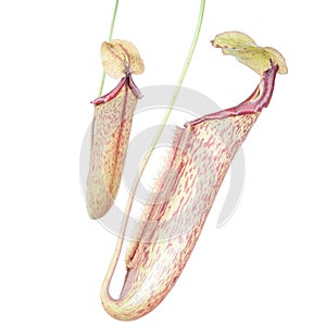 Nepenthes (Miranda)