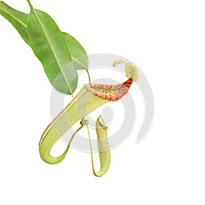 Nepenthes Miranda Pitcher Plant Isolated on White Background with Clipping Path