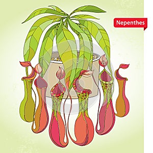 Nepenthes or monkey-cup in the round flowerpot on the light green background. Illustrated series of carnivorous plants