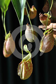 Nepenthes (Monkey cups)