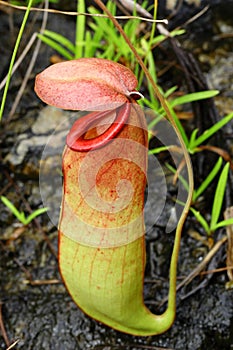 The Nepenthes or Monkey Cups