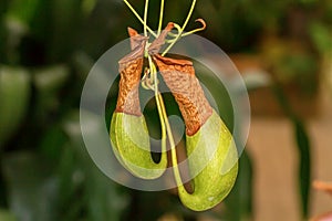 Nepenthes (monkey cups)