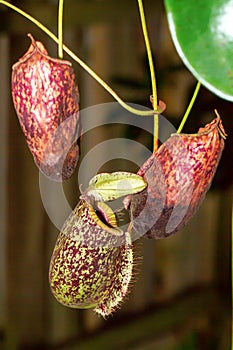 Nepenthes (monkey cups)