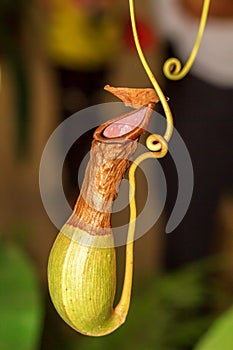 Nepenthes (monkey cups)