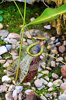Nepenthes (monkey cups)
