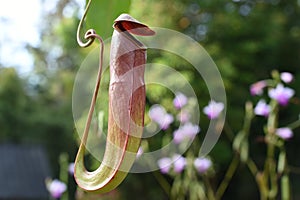 Nepenthes or Monkey Cups
