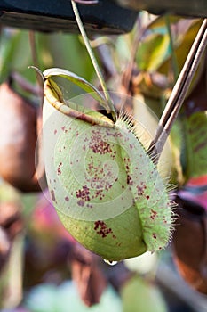 Nepenthes or Monkey Cups