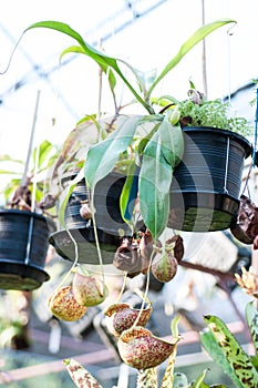 Nepenthes or Monkey Cups