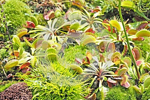 Nepenthes or monkey cups in field