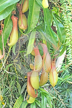 Nepenthes or monkey cups in field