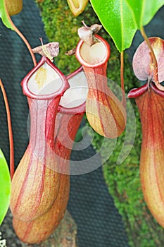 Nepenthes or monkey cups in field
