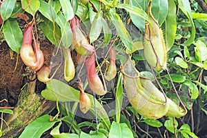 Nepenthes or monkey cups in field