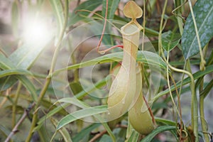 Nepenthes or monkey cups, tropical pitcher plants.