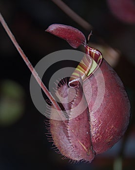Nepenthes, monkey cups