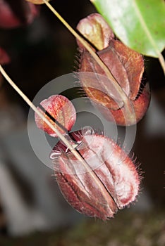 Nepenthes, monkey cups
