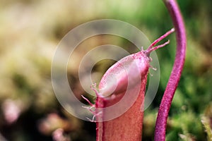 Nepenthes. Nepenthes is the only genus of carnivorous plants in the monotypic Nepenthes family