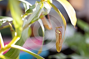 The trap of the Nepenthes, tropical pitcher plant, carnivorous houseplant, closeup