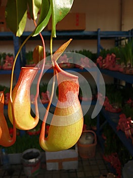 Nepenthes