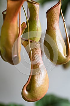 Nepenthes photo