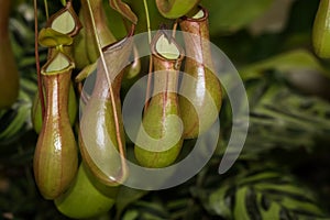 Nepenthes photo